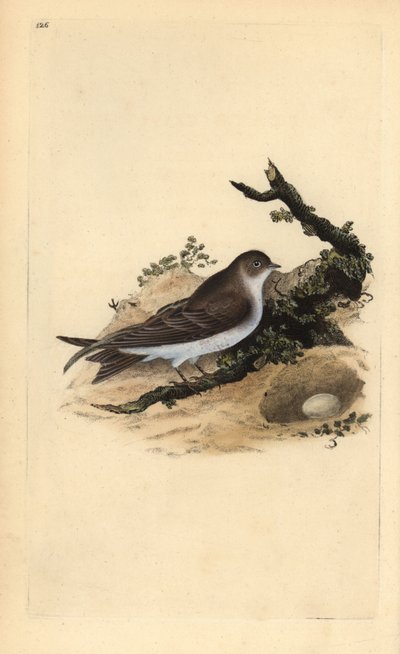 Sand Martin with Nest and Egg by Edward Donovan