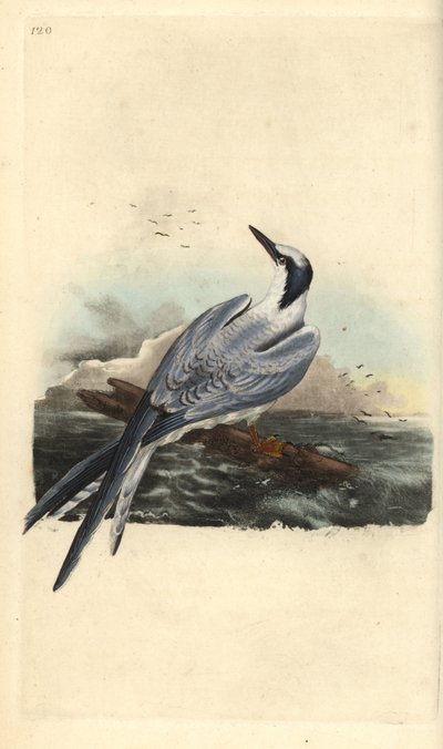 Sandwich Tern, Thalasseus Sandvicensis (Handcoloured Copperplate Drawn and Engraved by Edward Donovan from His Own 