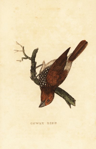 Scaly-breasted Munia by Edward Donovan
