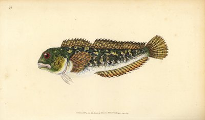 Shanny, Lipophrys pholis by Edward Donovan