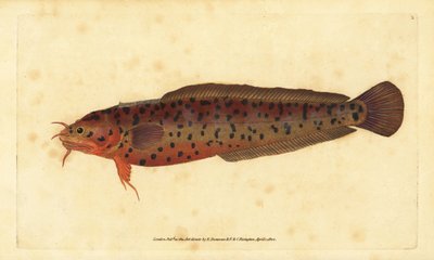 Shore Rockling, Gaidropsarus mediterraneus (Three-bearded Cod or Rockling, Gadus tricirratus). Handcoloured Copperplate Drawn and Engraved by Edward Donovan from His Natural History of British Fishes, Donovan and F.C. and J. Rivington, London by Edward Donovan