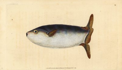 Slender Sunfish, Ranzania laevis (Truncated Sunfish, Tetrodon truncatus). Handcoloured Copperplate Drawn and Engraved by Edward Donovan from His Natural History of British Fishes, Donovan and F.C. and J. Rivington, London by Edward Donovan