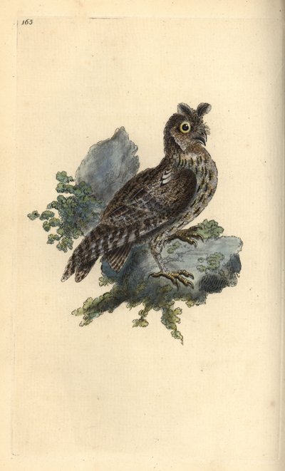 Smaller Pencilled or Siberian Eared Owl, Strix pulchella by Edward Donovan