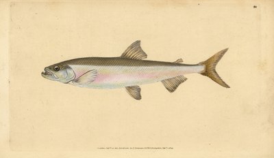 Smelt, Osmerus eperlanus (Salmo eperlanus). Handcoloured Copperplate Drawn and Engraved by Edward Donovan from His Natural History of British Fishes, Donovan and F.C. and J. Rivington, London by Edward Donovan