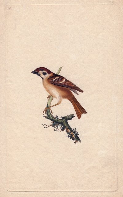 Sparrow by Edward Donovan