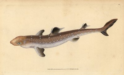 Spiny dogfish, Squalus acanthias by Edward Donovan