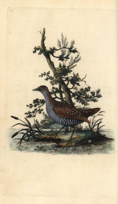 Spotted crake, Porzana porzana by Edward Donovan