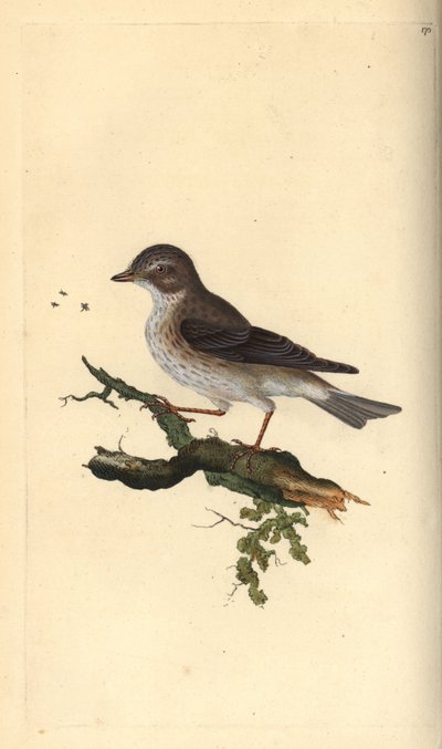Spotted Flycatcher, Muscicapa striata by Edward Donovan