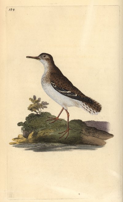 Spotted Sandpiper, Actitis macularia. Handcoloured copperplate from Natural History of British Birds, London by Edward Donovan
