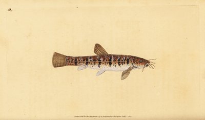 Stone Loach, Barbatula barbatula. Handcoloured copperplate from Natural History of British Fishes, London by Edward Donovan