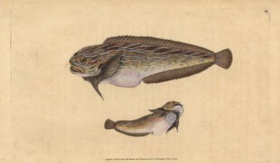 Striped Seasnail, Liparis liparis liparis by Edward Donovan