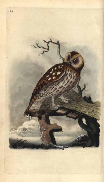 Tawny Owl, Strix aluco. Handcoloured copperplate from Natural History of British Birds, London by Edward Donovan
