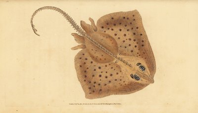 Thornback skate, Raja clavata. Near threatened. Rough ray, Raja rubus. Handcoloured copperplate from Natural History of British Fishes, Donovan and F.C. and J. Rivington, London by Edward Donovan