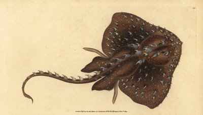 Thorny Skate, Amblyraja Radiata. Handcoloured Copperplate Drawn and Engraved by Edward Donovan from His Natural History of British Fishes by Edward Donovan