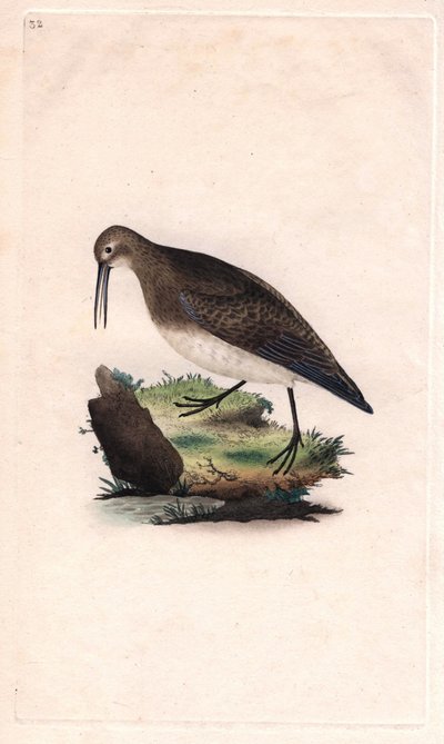 Tiny beak. Calidris minutilla by Edward Donovan