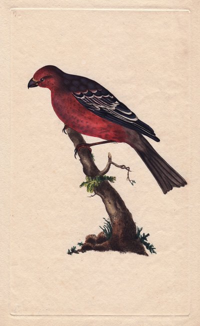 Pine grosbeak. Pinicola enucleator (Loxia enucleator). Copper engraving by Edward Donovan, published in Histoire naturelle des oiseaux britanniques, London by Edward Donovan