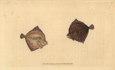 Turbot. Handcoloured copperplate by Edward Donovan from 