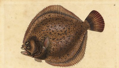 Turbot, Scophthalmus maximus. Handcoloured copperplate from Natural History of British Fishes, Donovan and F.C. and J. Rivington, London by Edward Donovan