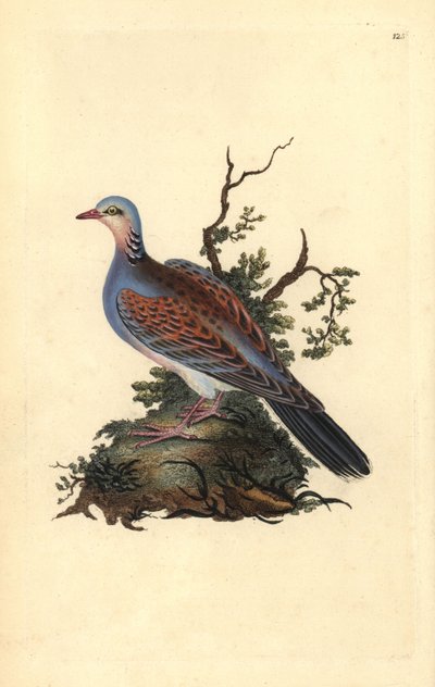 Turtle Dove, Streptopelia turtur. Handcoloured copperplate from Natural History of British Birds (1794-1819) by Edward Donovan