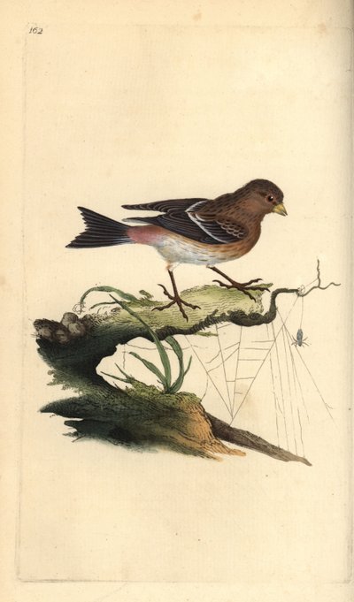 Twite, Carduelis flavirostris by Edward Donovan