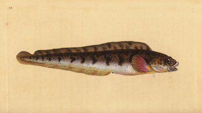 Viviparous eelpout, Zoarces viviparus by Edward Donovan