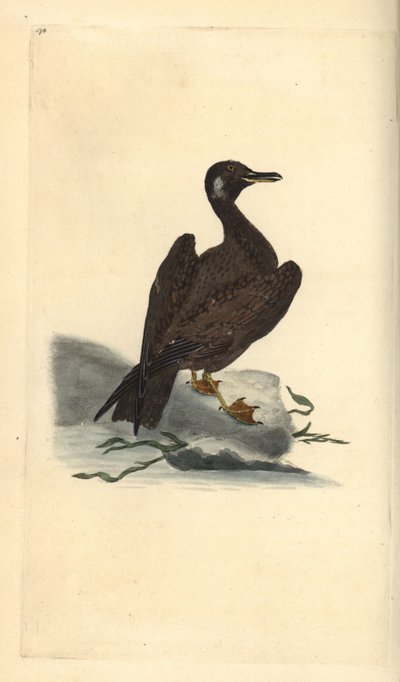 Wagel Gull, young of the Great Black-backed Gull, Larus marinus. Handcoloured copperplate from Natural History of British Birds, London by Edward Donovan