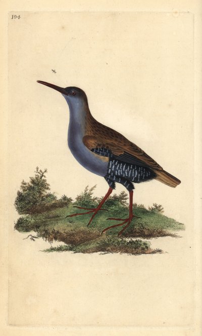Water Rail, Rallus aquaticus. Handcoloured copperplate drawn and engraved by Edward Donovan from his Natural History of British Birds, London by Edward Donovan