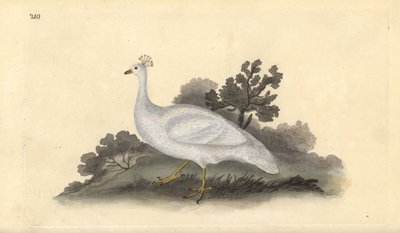 White crested pea-fowl (female), Pavo cristatus. Handcoloured copperplate from Natural History of British Birds, London by Edward Donovan