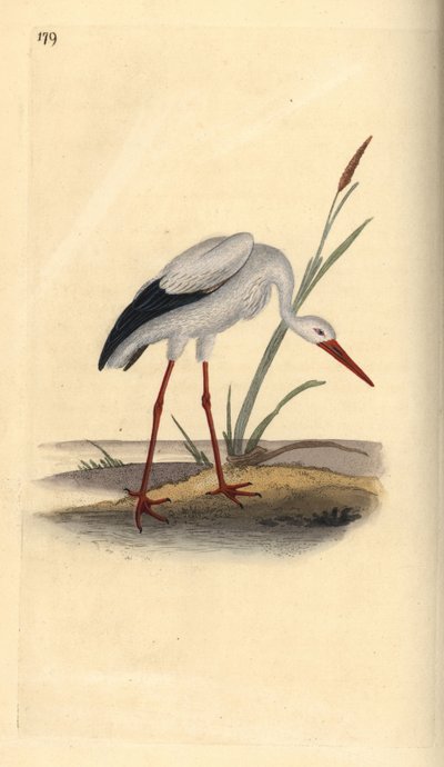 White Stork, Ciconia ciconia by Edward Donovan