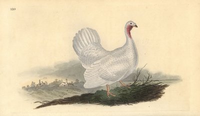 White Turkey, Meleagris Gallopavo (Variant). Handcoloured Copperplate Drawn and Engraved by Edward Donovan from His Own 