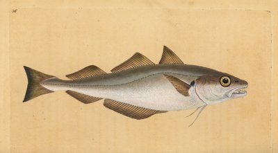 Whiting. Handcoloured copperplate by Edward Donovan from 