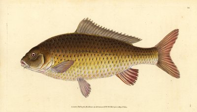 Wild Common Carp, Cyprinus carpio. Vulnerable. Handcoloured Copperplate Drawn and Engraved by Edward Donovan from His Natural History of British Fishes, Donovan and F.C. and J. Rivington, London by Edward Donovan