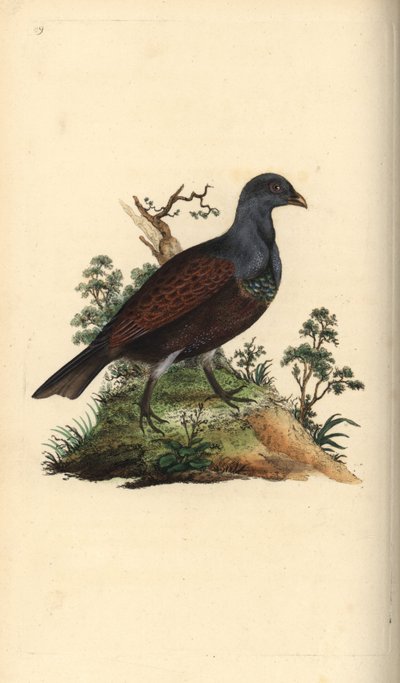 Western capercaillie, Tetrao urogallus. Handcoloured copperplate drawn and engraved by Edward Donovan from his own Natural History of British Birds, London by Edward Donovan