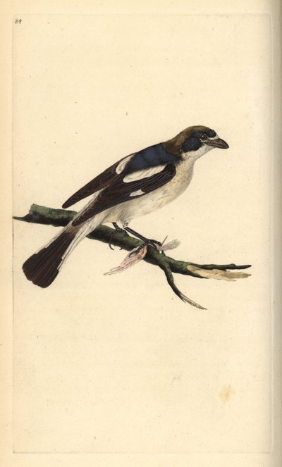 Woodchat Shrike, Lanius senator by Edward Donovan