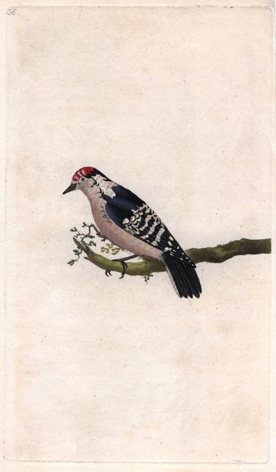 Woodpecker, Dendrocopos minor by Edward Donovan