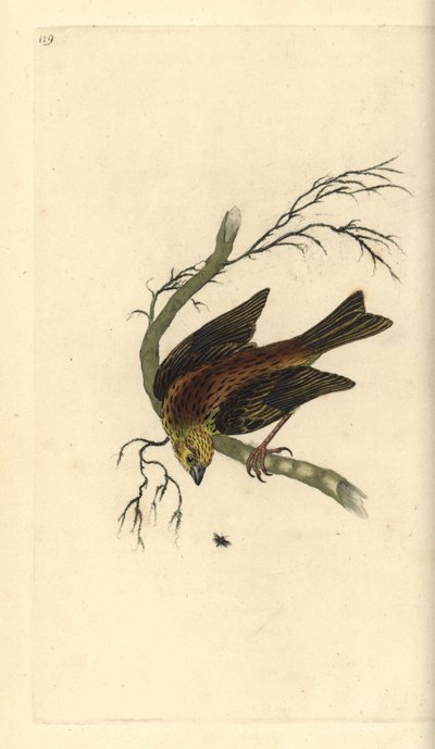 Yellowhammer, Emberiza citrinella by Edward Donovan