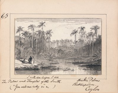Areka Palms, Ratanapooru, Ceylon - 