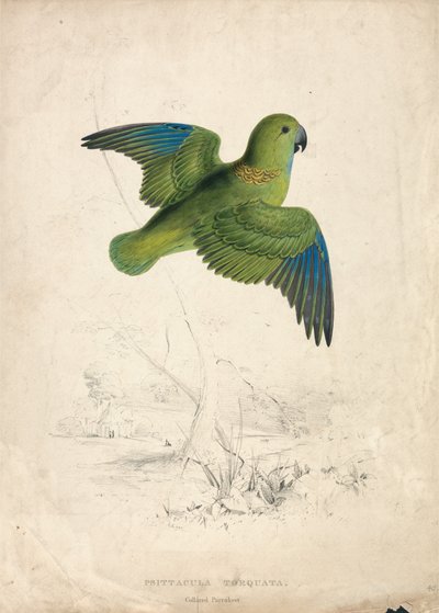 Collared Parakeet (Plate 40) by Edward Lear