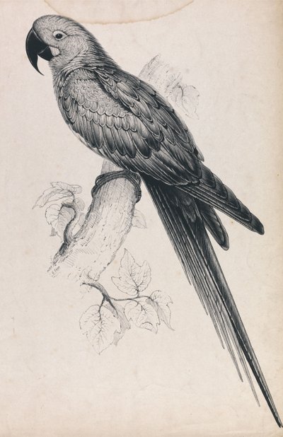 Hyacinthine Macaw (Plate 9) by Edward Lear