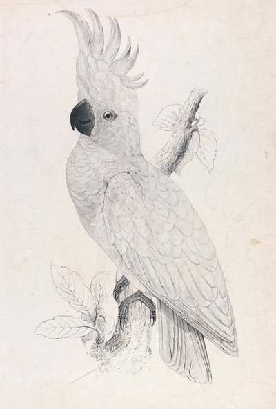 Lesser Sulphur-crested Cockatoo (Plate 4) by Edward Lear