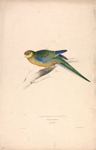 Platycercus Stanley II / Stanley Parakeet (Young Male) (Plate 24) by Edward Lear