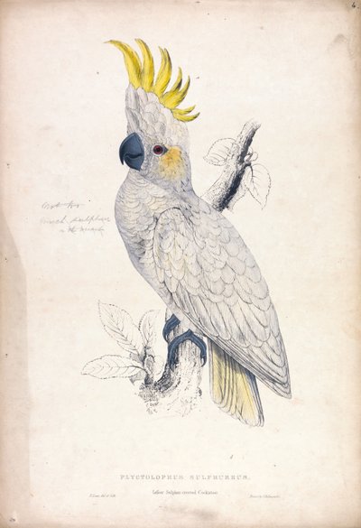 Lesser Sulphur-crested Cockatoo (Plate 4) by Edward Lear