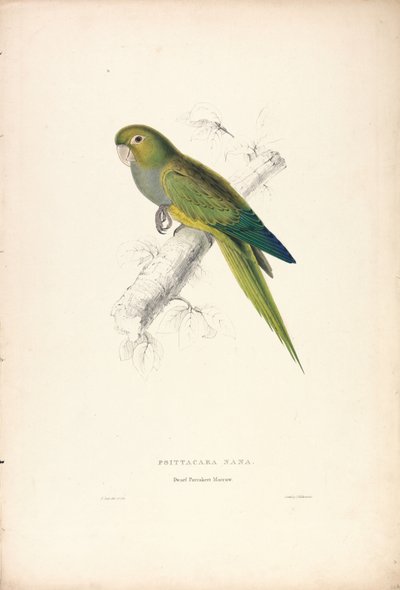 Dwarf Parrakeet Macaw (Plate 12) by Edward Lear