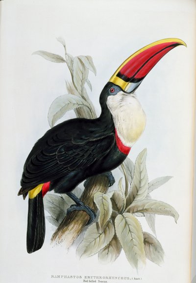 Red-Billed Toucan, from 