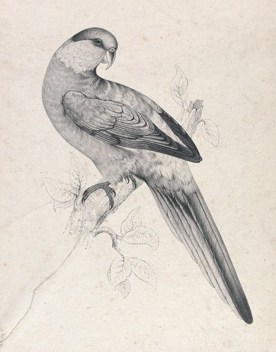 Red-capped Parakeet, Male (Plate 21) by Edward Lear