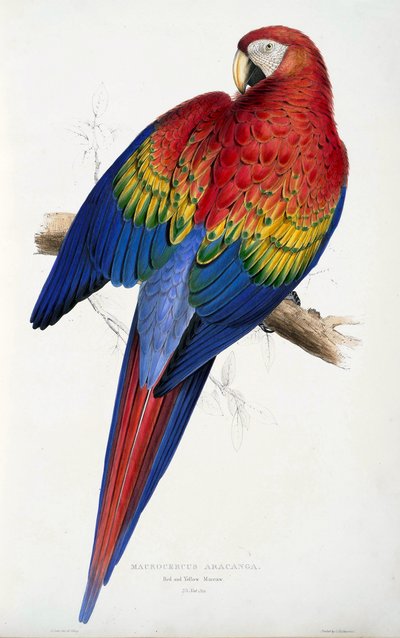 Red and Yellow Macaw, from Illustrations of the Family of Psittacida, or Parrots, pub. 1832 by Edward Lear