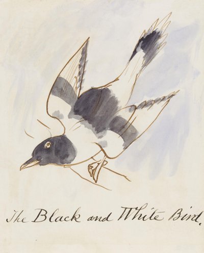 The Black and White Bird, from Sixteen Drawings of Comic Birds by Edward Lear