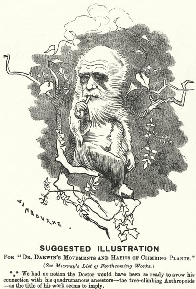 Punch Cartoon: Suggested Illustration for Dr Darwin