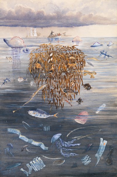 Sea Life in the North Atlantic, 1873 by Edward Roper