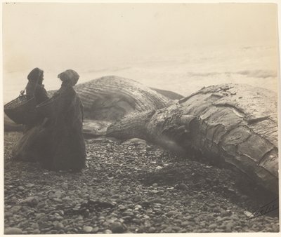 Partially Butchered Whale - Makah, The Captured Whale by Edward S. Curtis